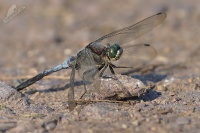 Vazka cernoritna - Orthetrum cancellatum 8397